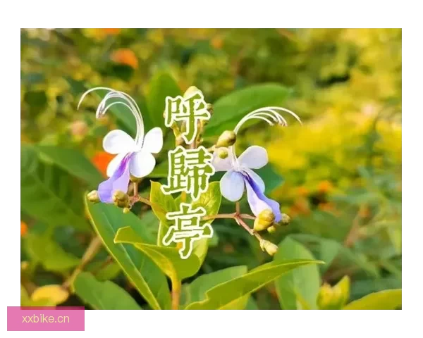 寻迹千年，情意绵长——“久久综合丁香激情久久”的深层意蕴